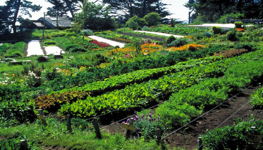 Per un ambiente sostenibile, equilibrato ed estetico: la permacultura Per un ambiente sostenibile, equilibrato ed estetico: la permacultura